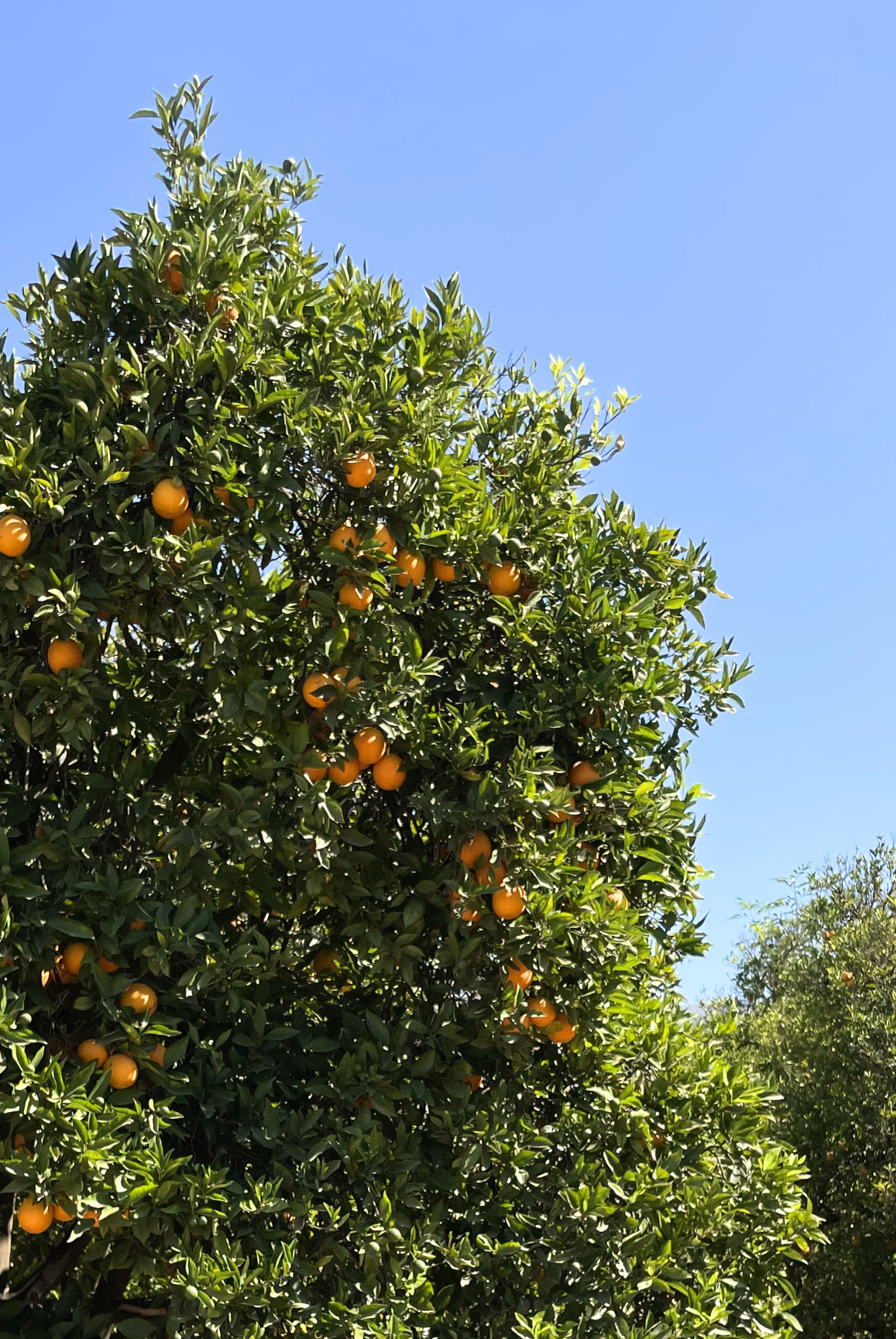 Micro City Guide | Ojai