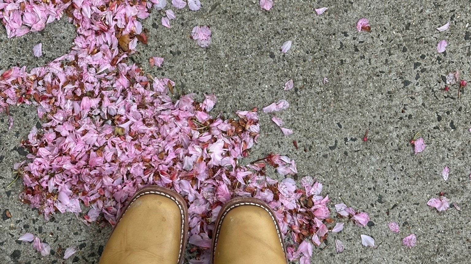 A Love Letter to Feral Spring in NYC - elsie green