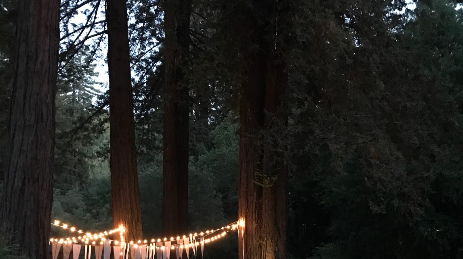 Dinner In The Redwoods - elsie green