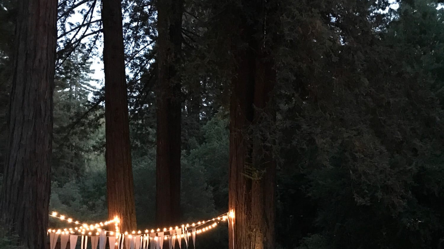 Dinner In The Redwoods