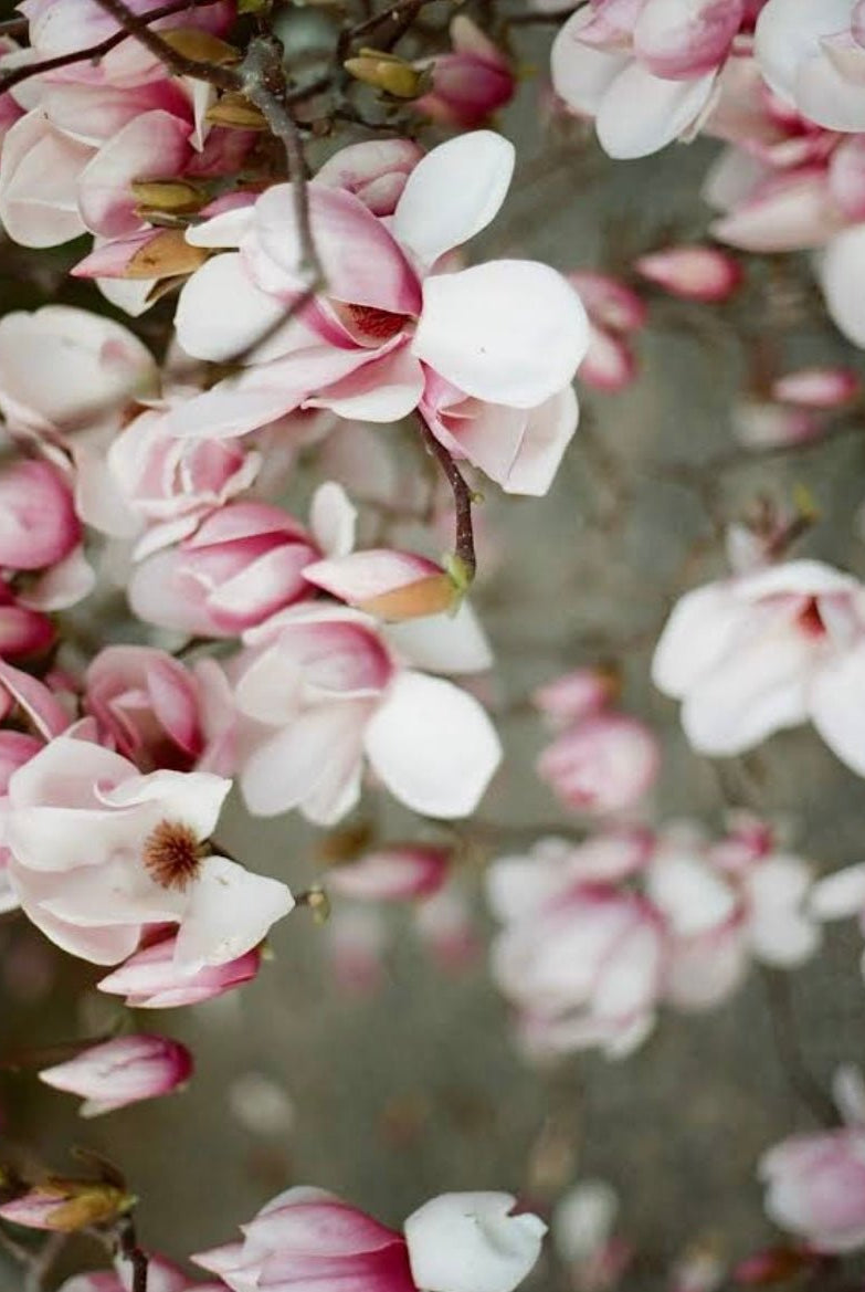 Elsie's Eight | January Edition - elsie green