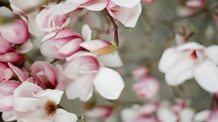 Elsie's Eight | January Edition - elsie green