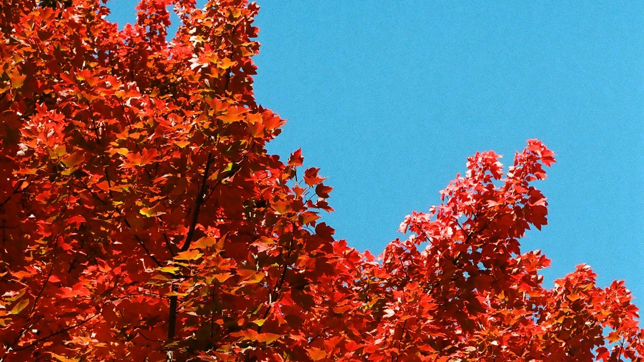 Elsie's Guide to Local Fall Destinations - elsie green