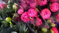 I'm Your Cherry Blossom Baby | Spring Travel Diary - elsie green