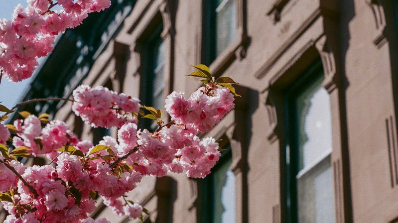 Micro City Guide | Brooklyn - elsie green