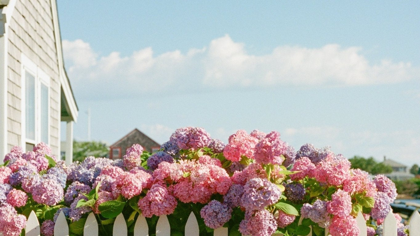 Micro City Guide | Nantucket - elsie green