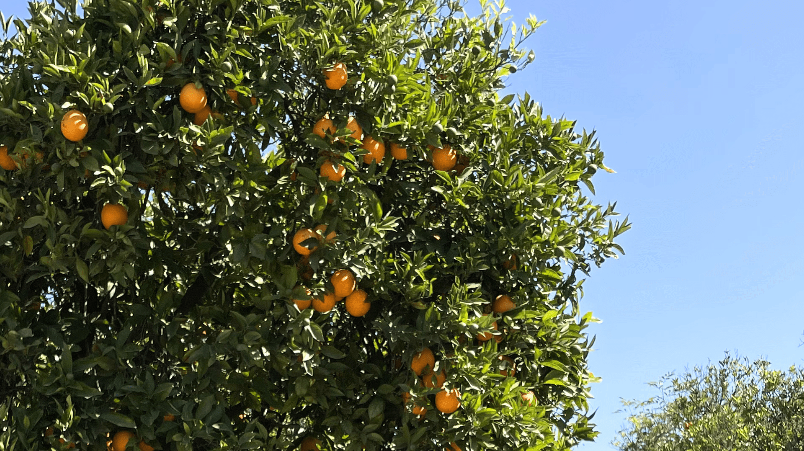 Micro City Guide | Ojai - elsie green
