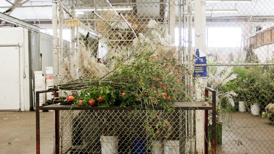 Our Fall Botanical Guide - elsie green