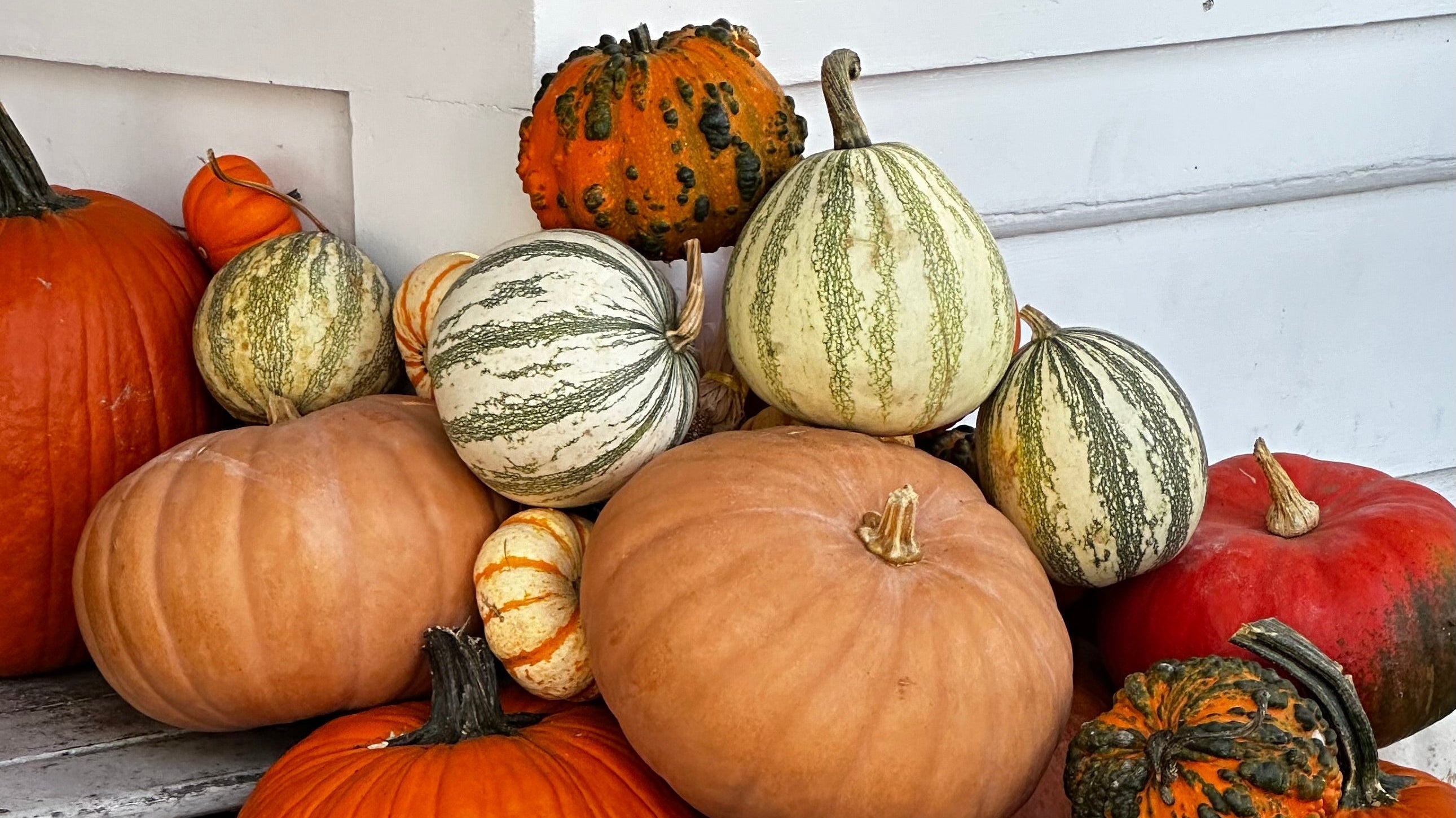 Past Due Pumpkins | What to Do With Yours After the Season Ends - elsie green