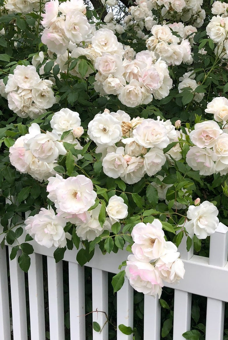 Press Play | In The Garden - elsie green