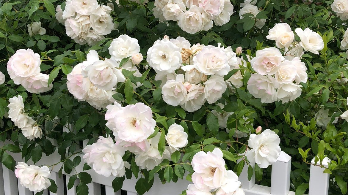 Press Play | In The Garden - elsie green