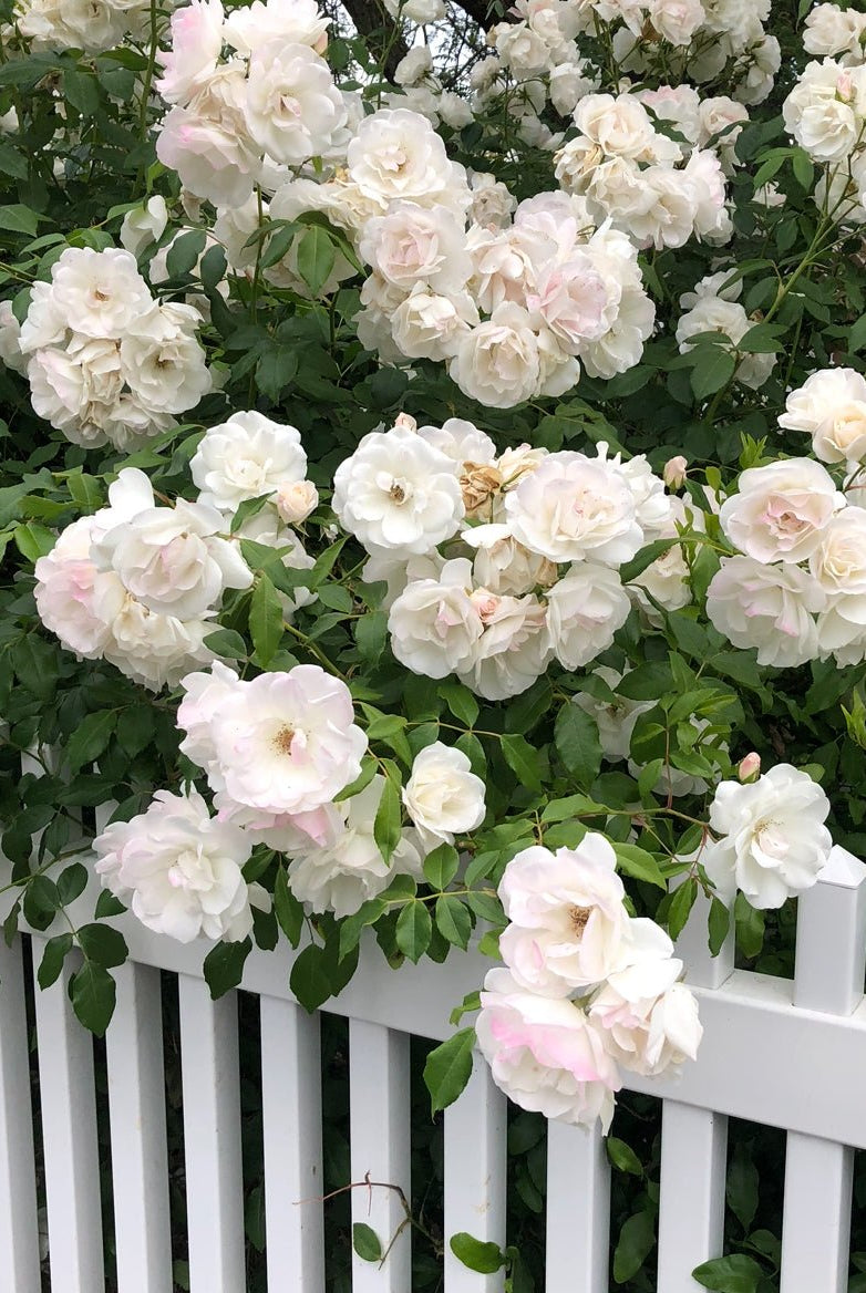 Press Play | In The Garden - elsie green