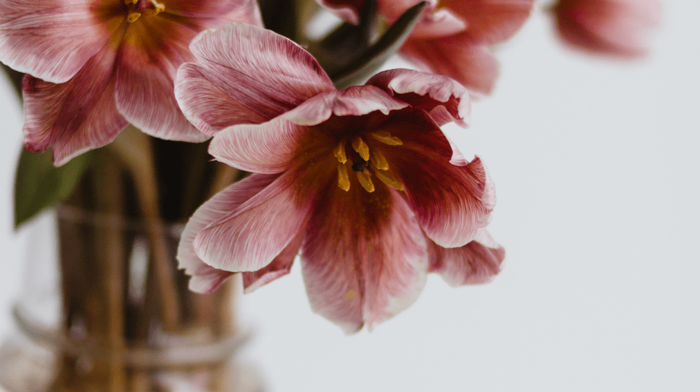 Press Play | Spring Equinox - elsie green