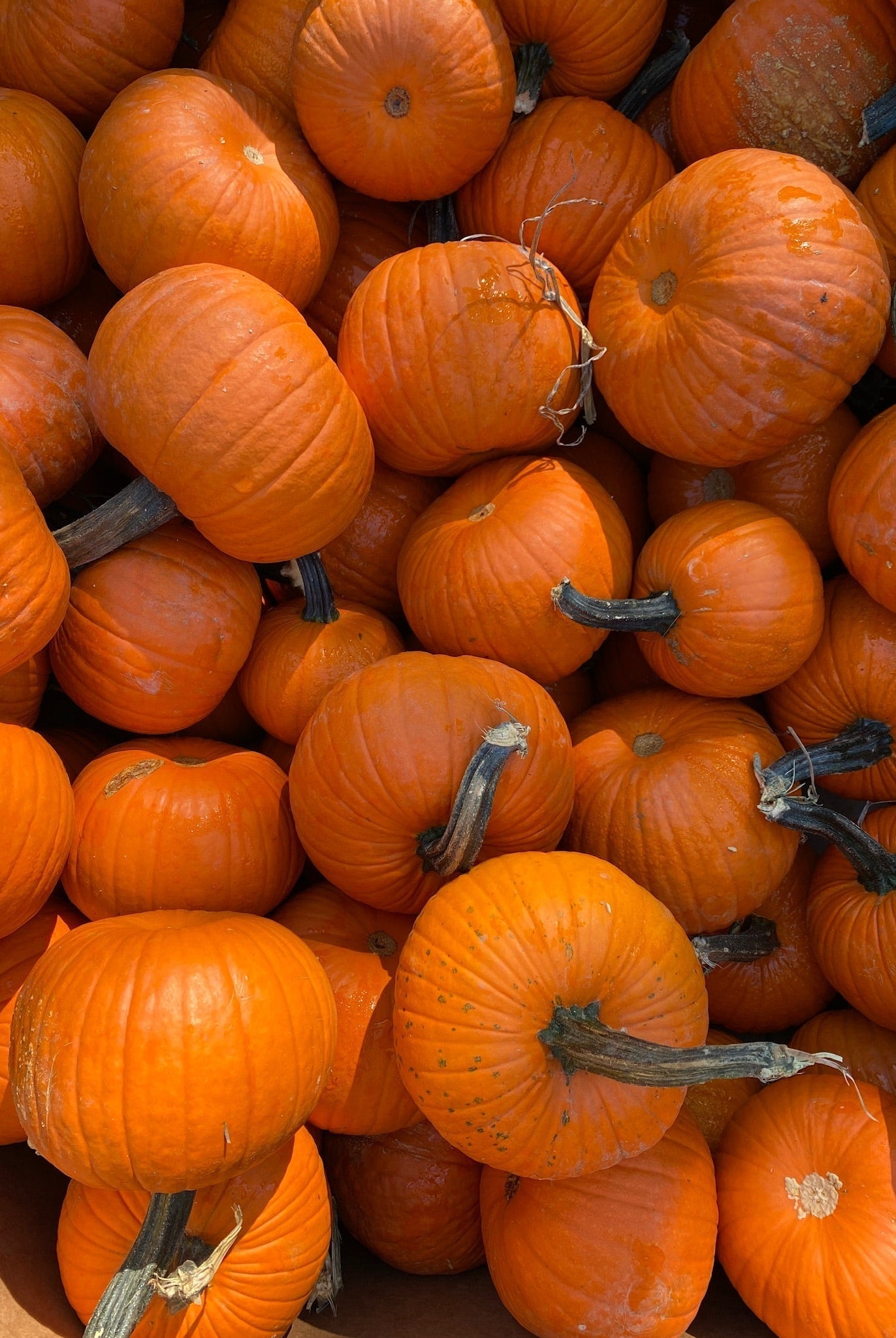 Press Play | Witchy Energy - elsie green