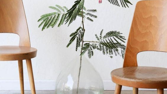 The History of the Baumann Dining Chair - elsie green