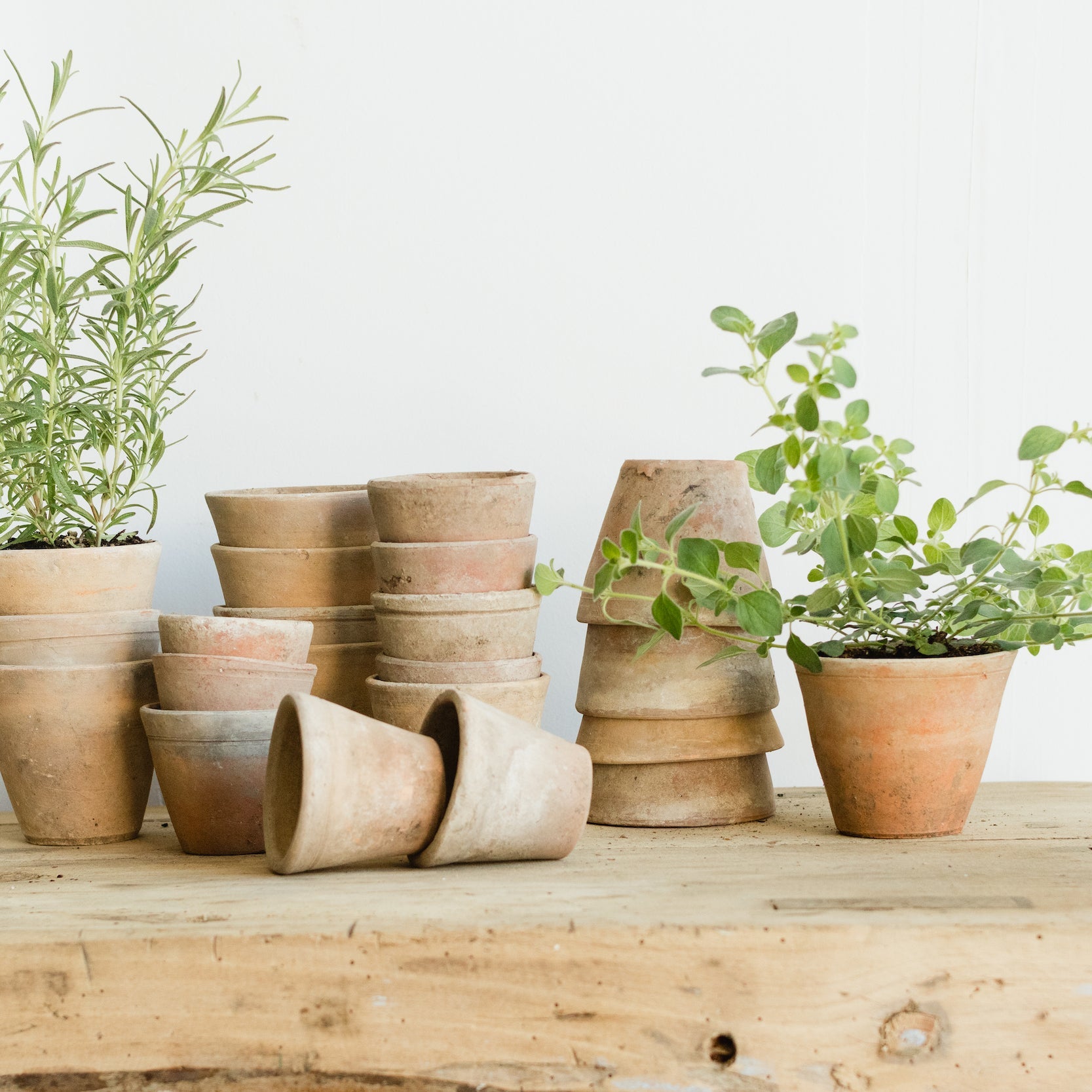 The French Garden - elsie green