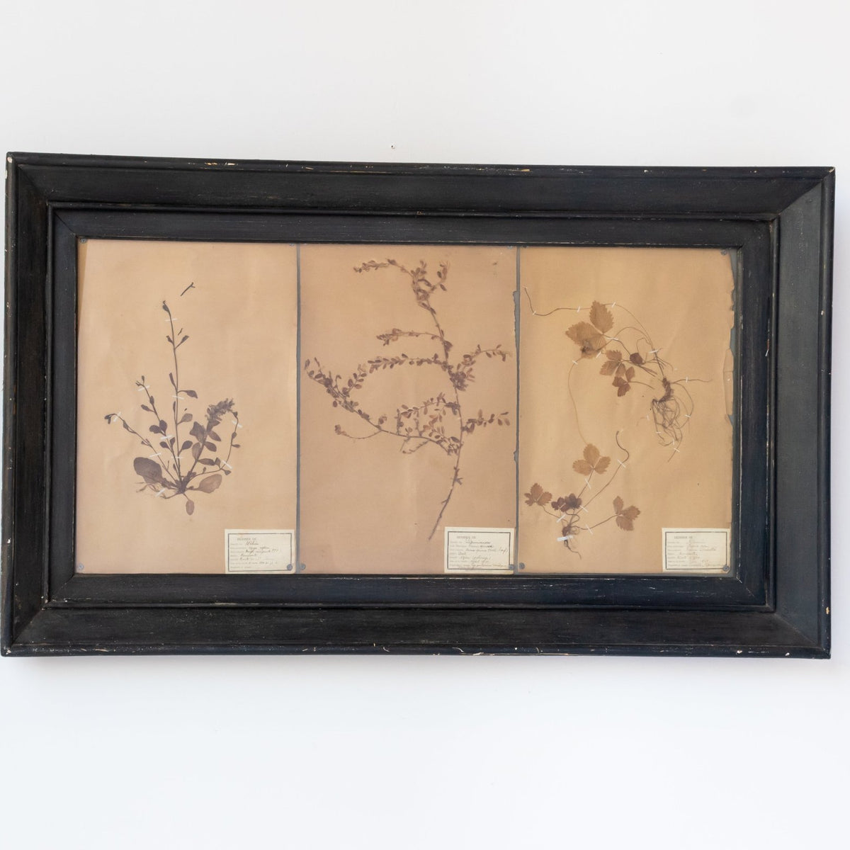 Antique Pressed Botanicals | Dated 1910 - elsie green - art