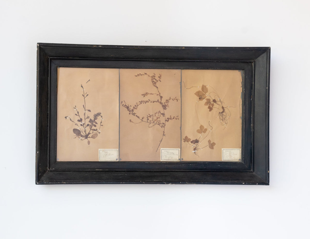 Antique Pressed Botanicals | Dated 1910 - elsie green - art