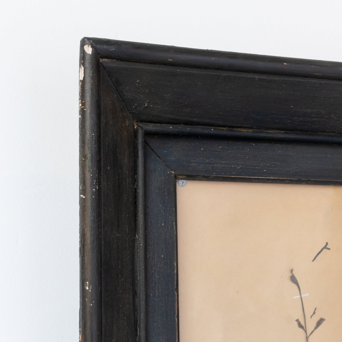 Antique Pressed Botanicals | Dated 1910 - elsie green - art