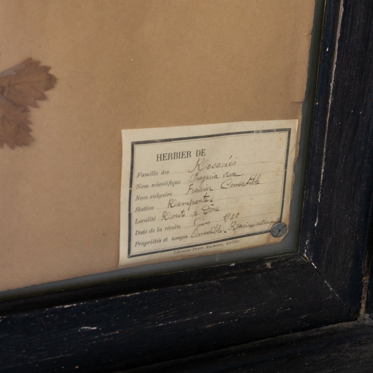 Antique Pressed Botanicals | Dated 1910 - elsie green - art