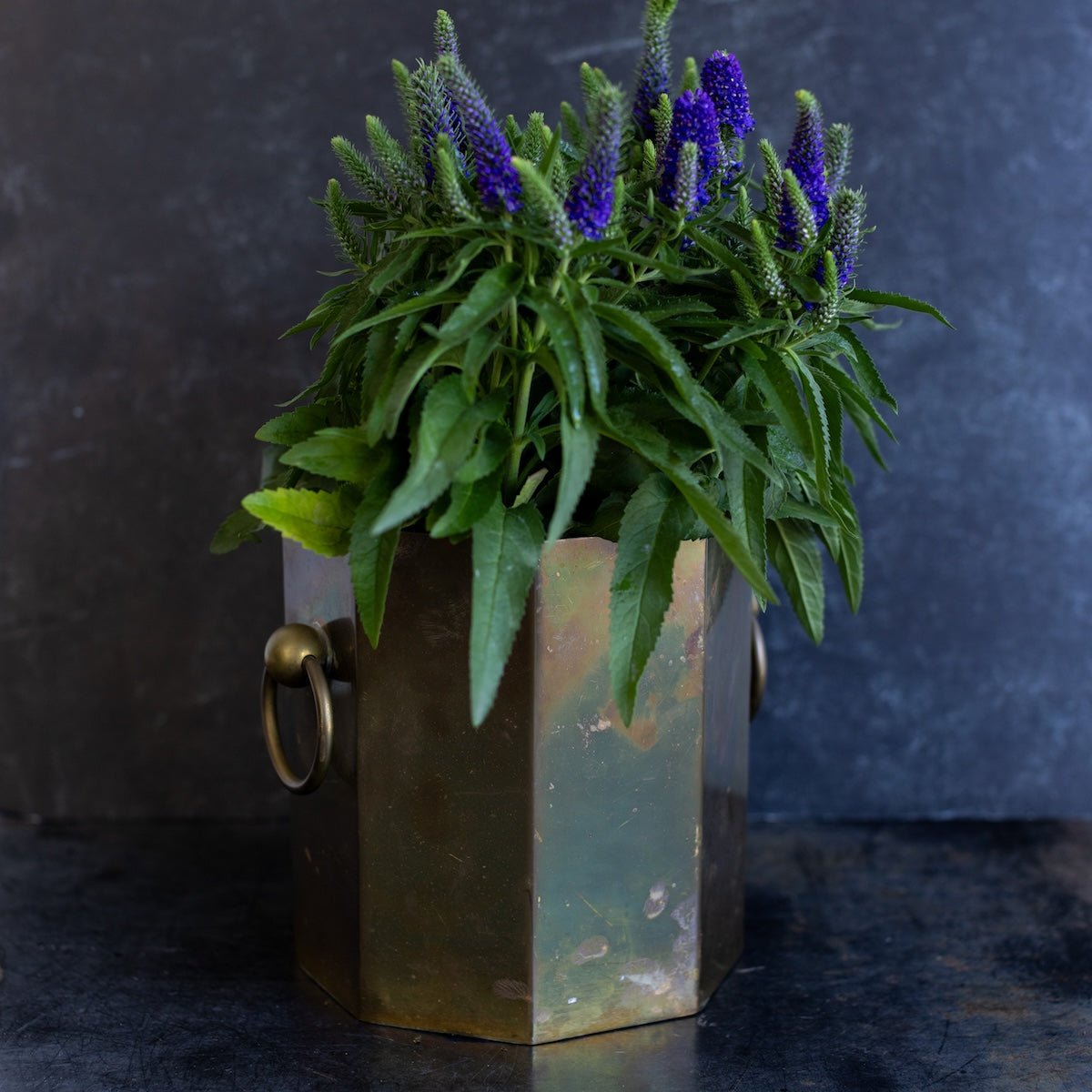 Brass Cachepot - elsie green - decor