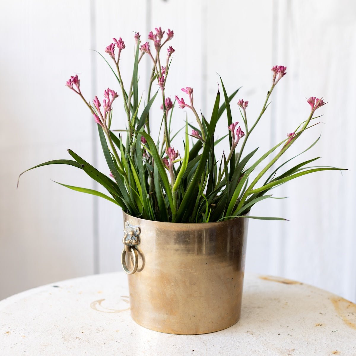 Brass Cachepot with Lion Handles - elsie green - decor