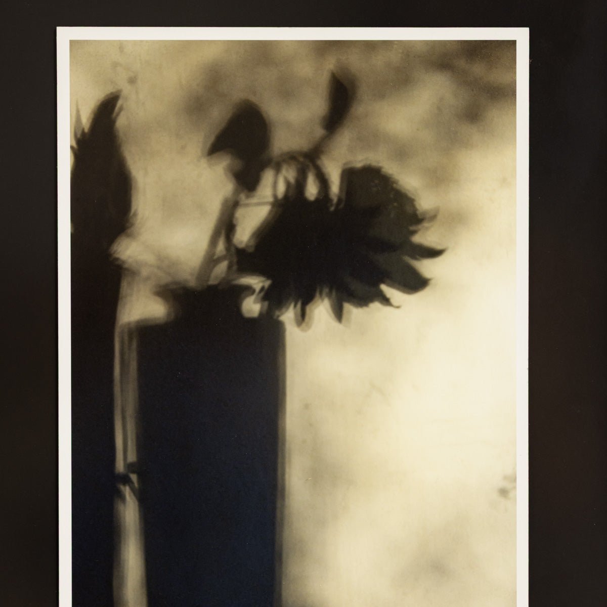 Feather & Shadow | Gaetan Caron | Lost Art Salon Collection - elsie green - art