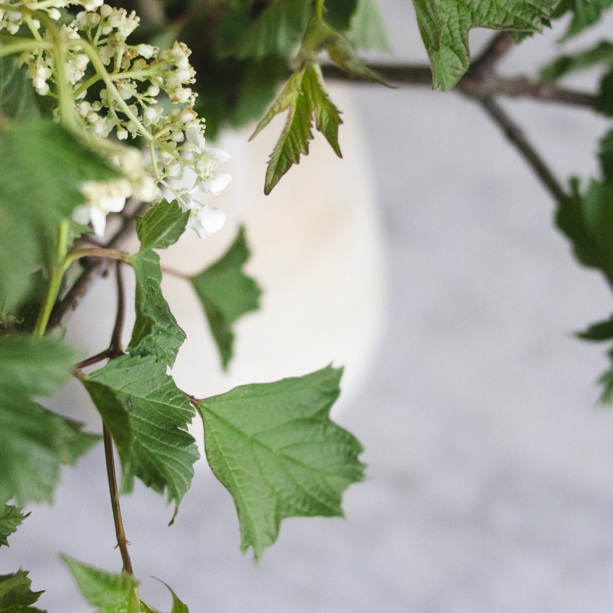 Hand Made Stoneware Vase | Bob Dinetz - elsie green - decor