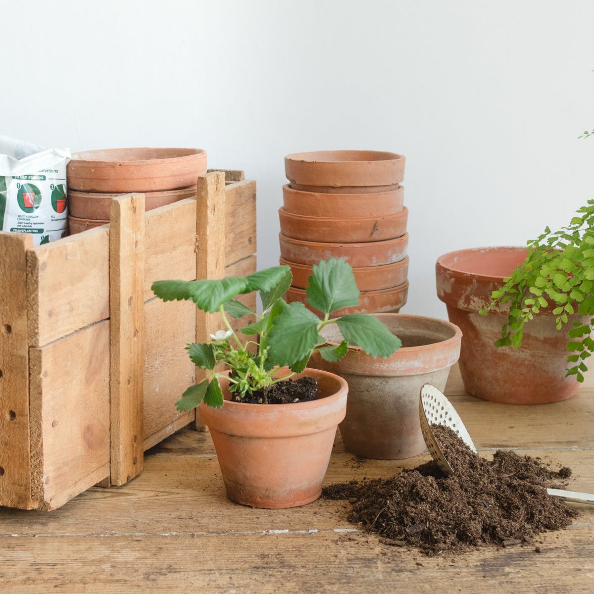 Pair of Vintage Garden Pots - elsie green - Decor