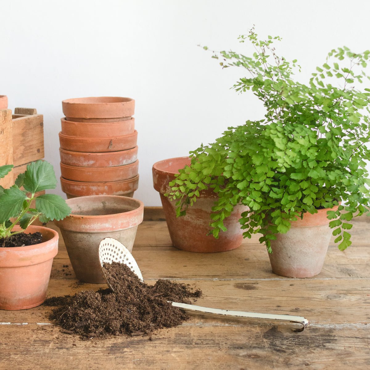 Pair of Vintage Garden Pots - elsie green - Decor