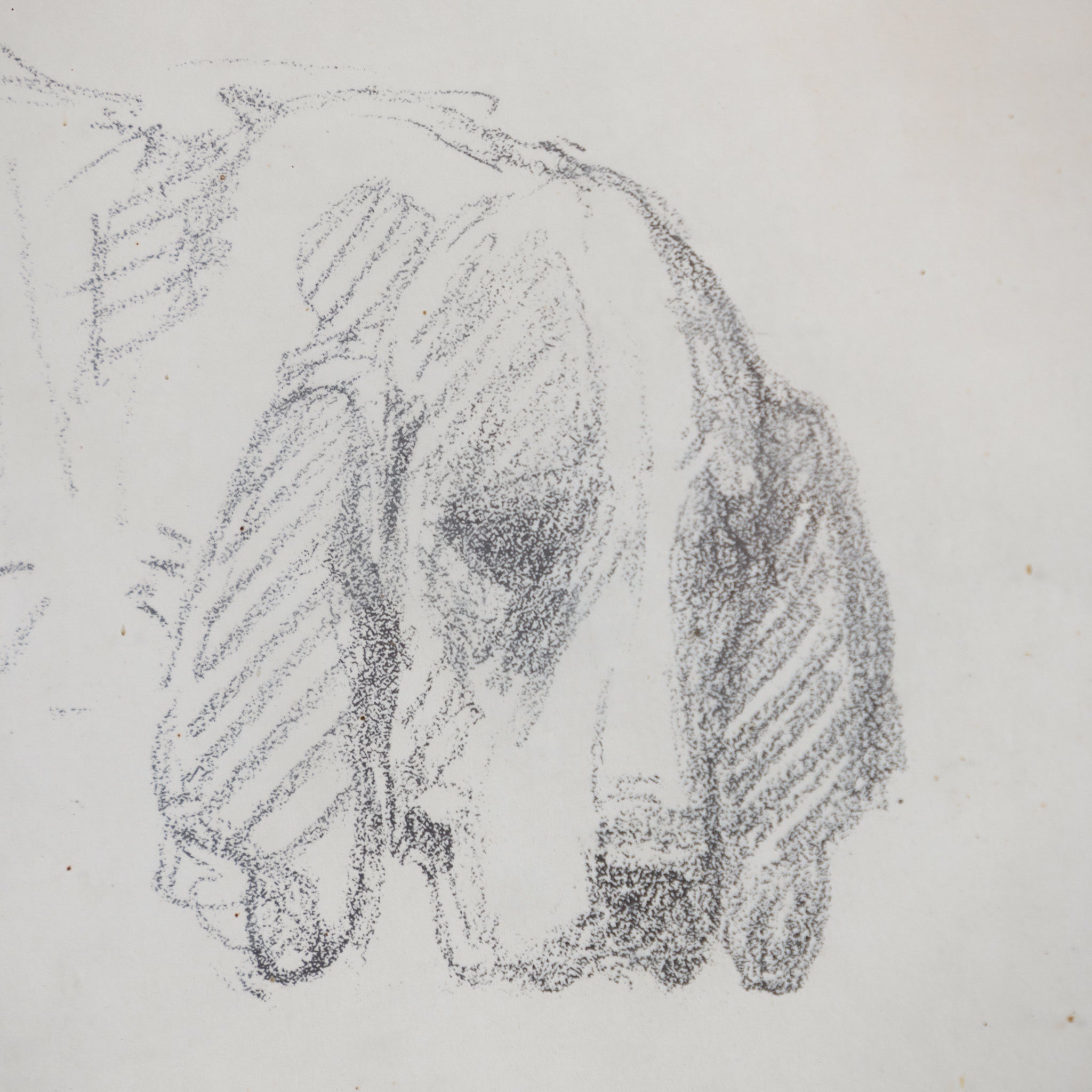Simple Dog in Pencil Drawing - elsie green - art