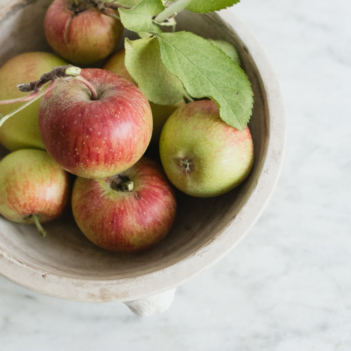 Stoneware Lion Bowl - elsie green - the french kitchen