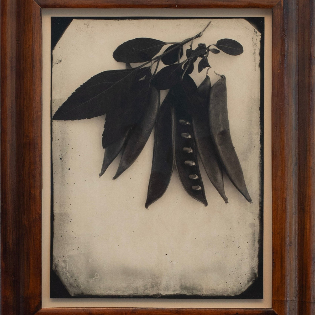 The Common Fields | Jefferson Hayman - elsie green - art
