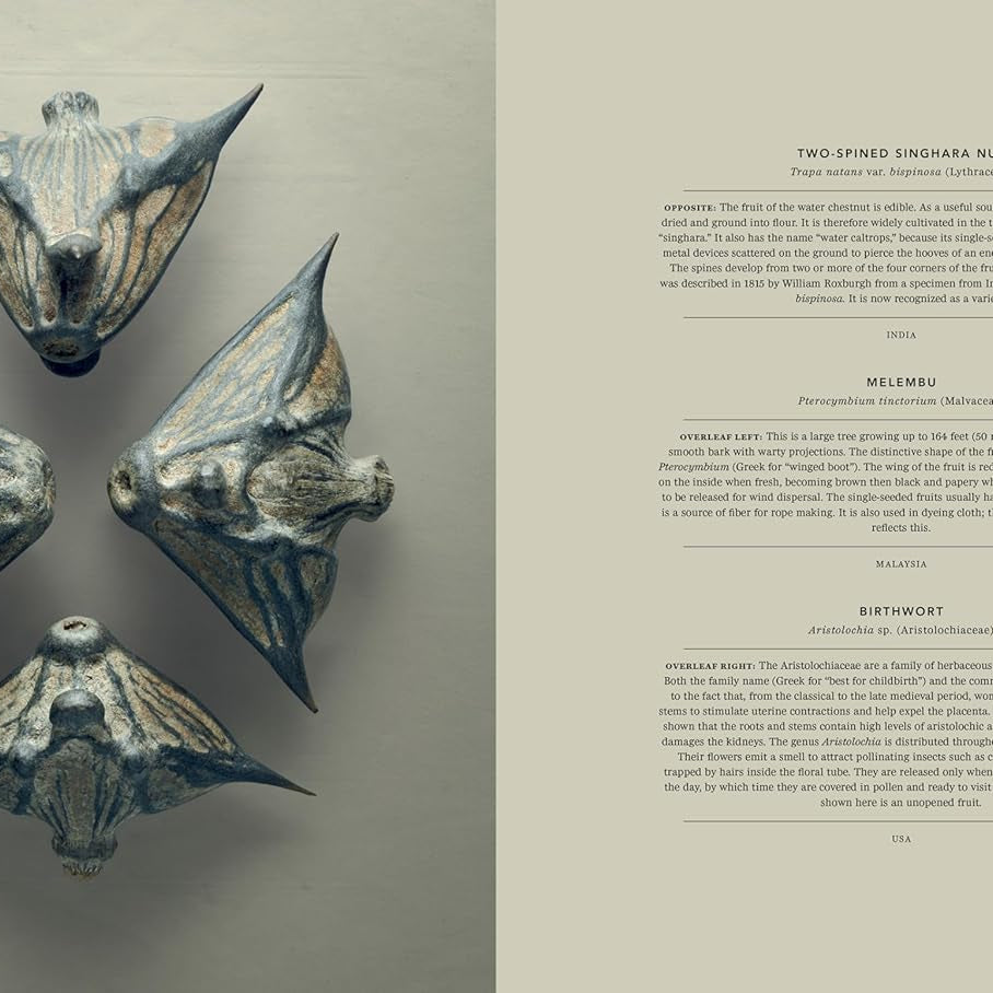 The Hidden Beauty of Seeds & Fruits: The Botanical Photography of Levon Biss - elsie green - Decor