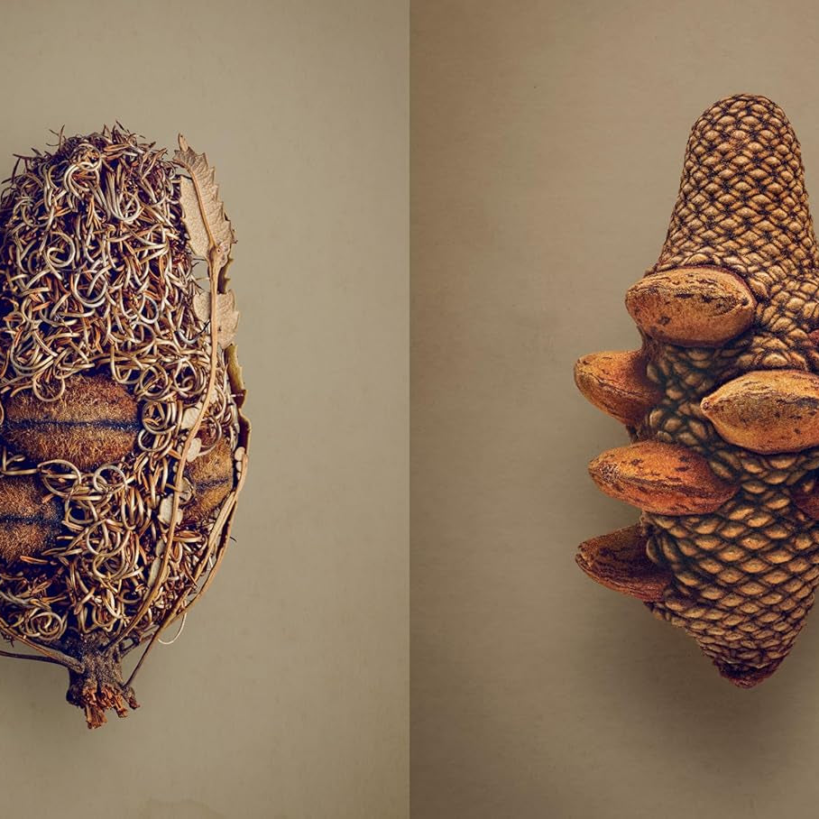 The Hidden Beauty of Seeds & Fruits: The Botanical Photography of Levon Biss - elsie green - Decor
