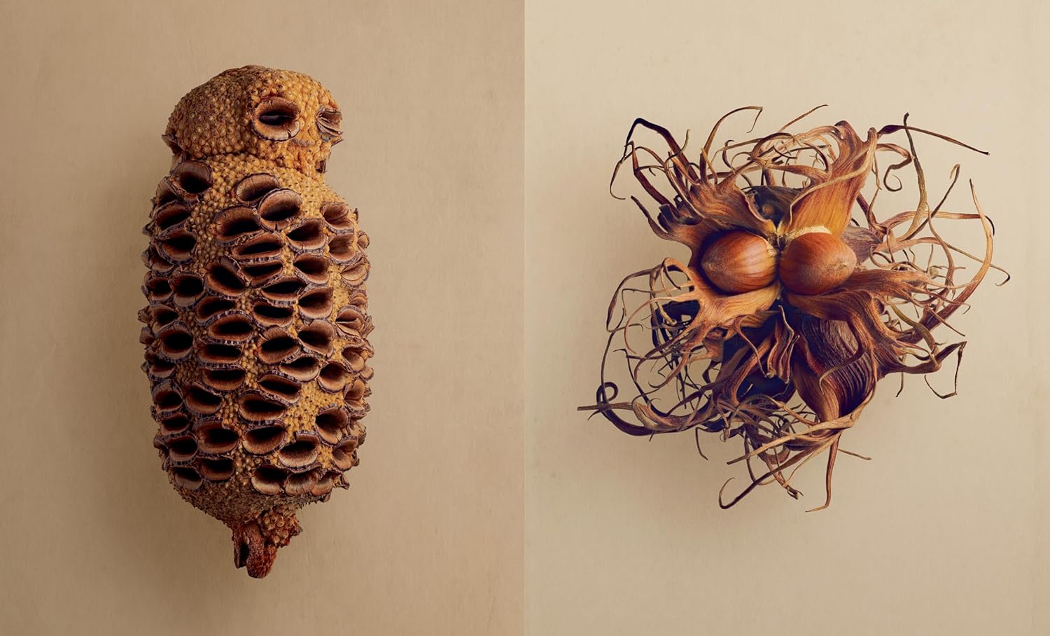 The Hidden Beauty of Seeds & Fruits: The Botanical Photography of Levon Biss - elsie green - Decor