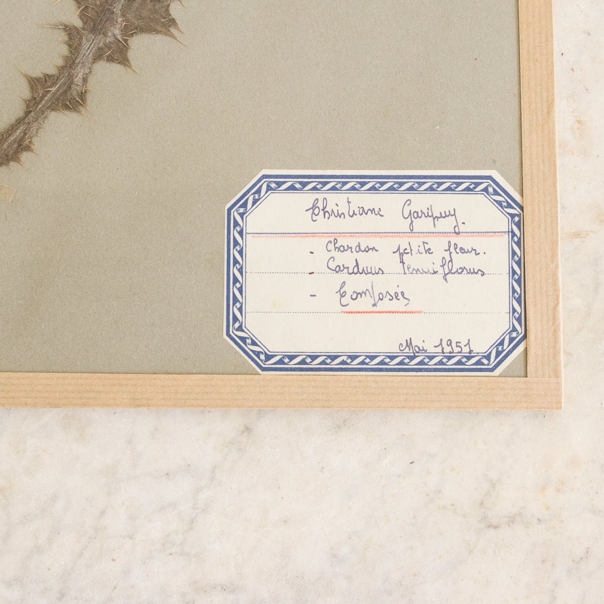 Vintage Pressed Botanical No. 7 | Dated 1951 - elsie green - Art