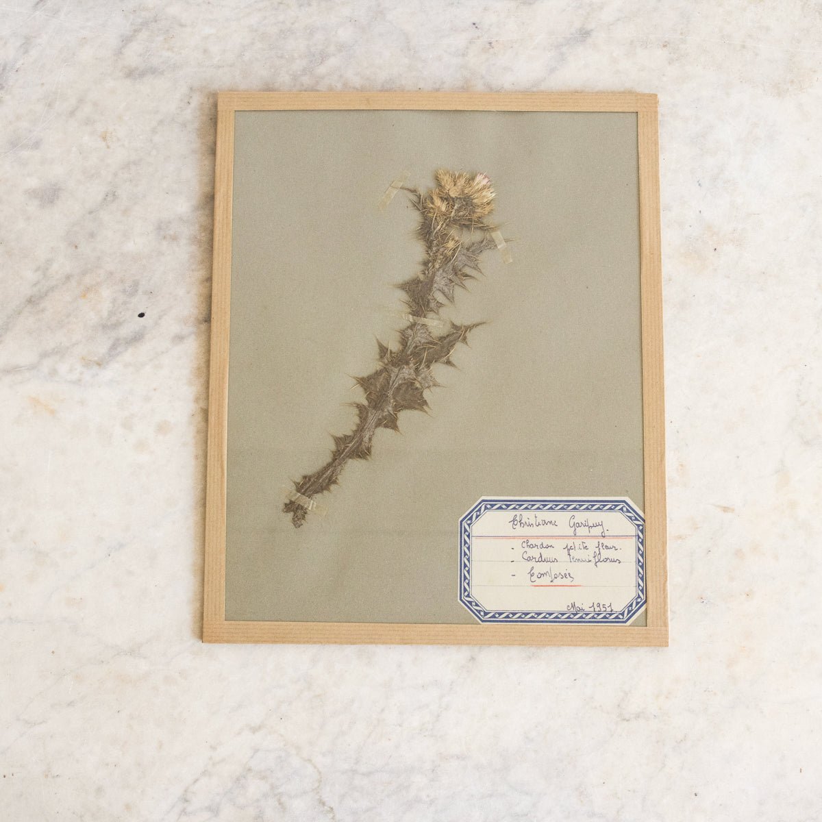 Vintage Pressed Botanical No. 7 | Dated 1951 - elsie green - Art