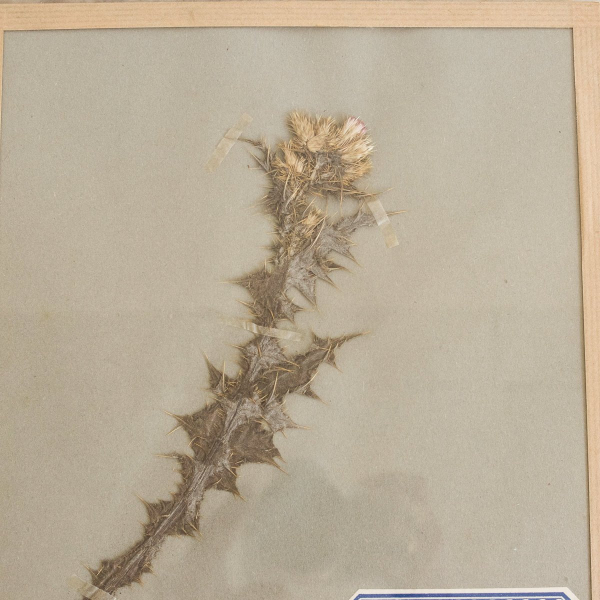 Vintage Pressed Botanical No. 7 | Dated 1951 - elsie green - Art