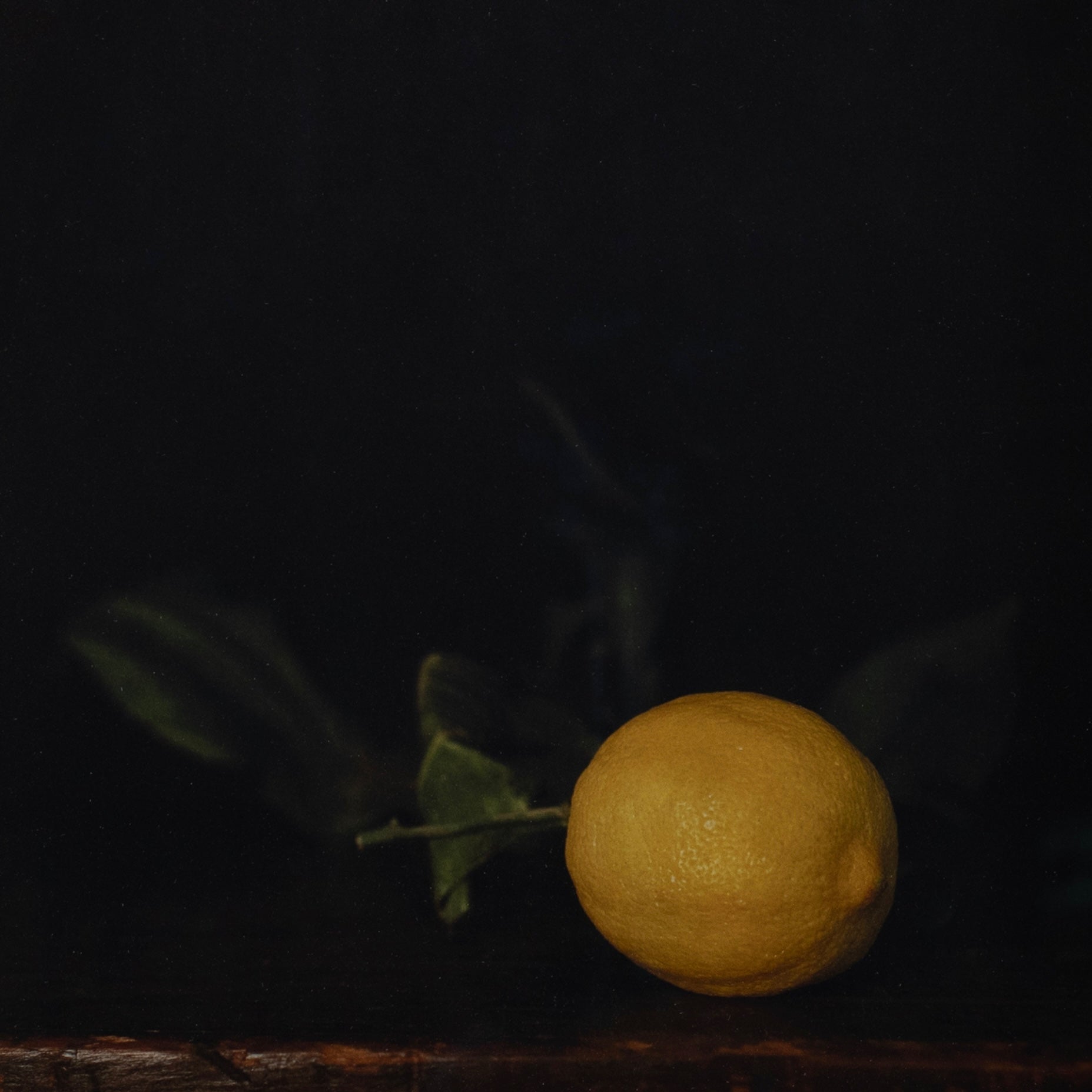 Winter Lemon | Jefferson Hayman - elsie green - art
