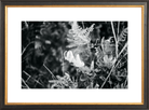 Focus Printed Photograph - elsie green - Art