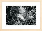 Focus Printed Photograph - elsie green - Art