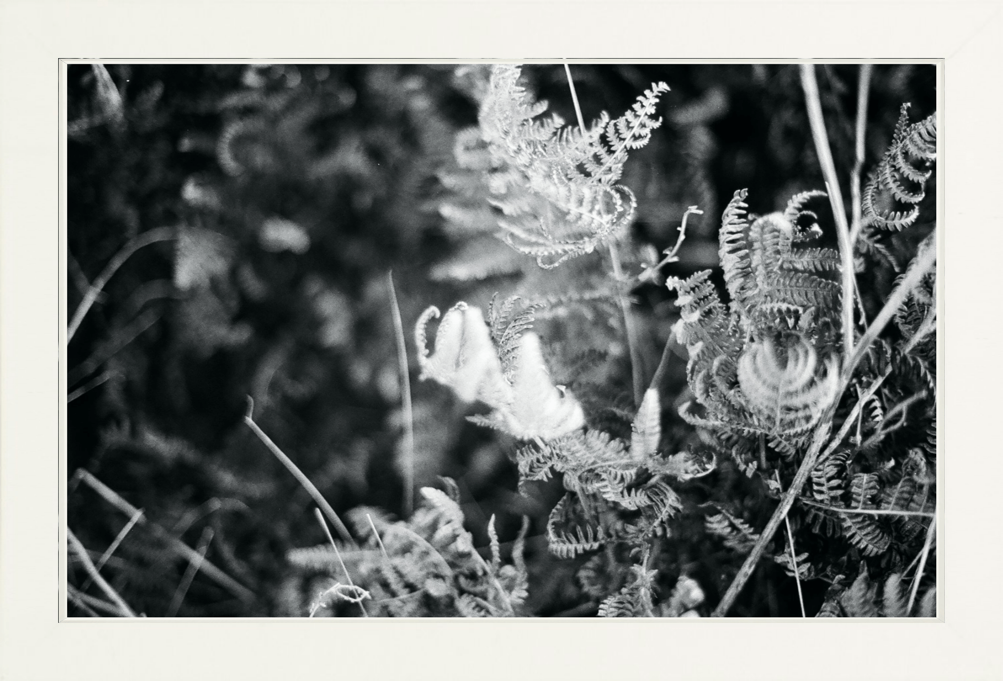Focus Printed Photograph - elsie green - Art