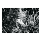 Focus Printed Photograph - elsie green - Art