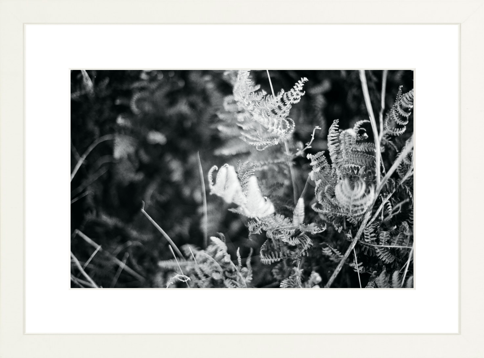 Focus Printed Photograph - elsie green - Art