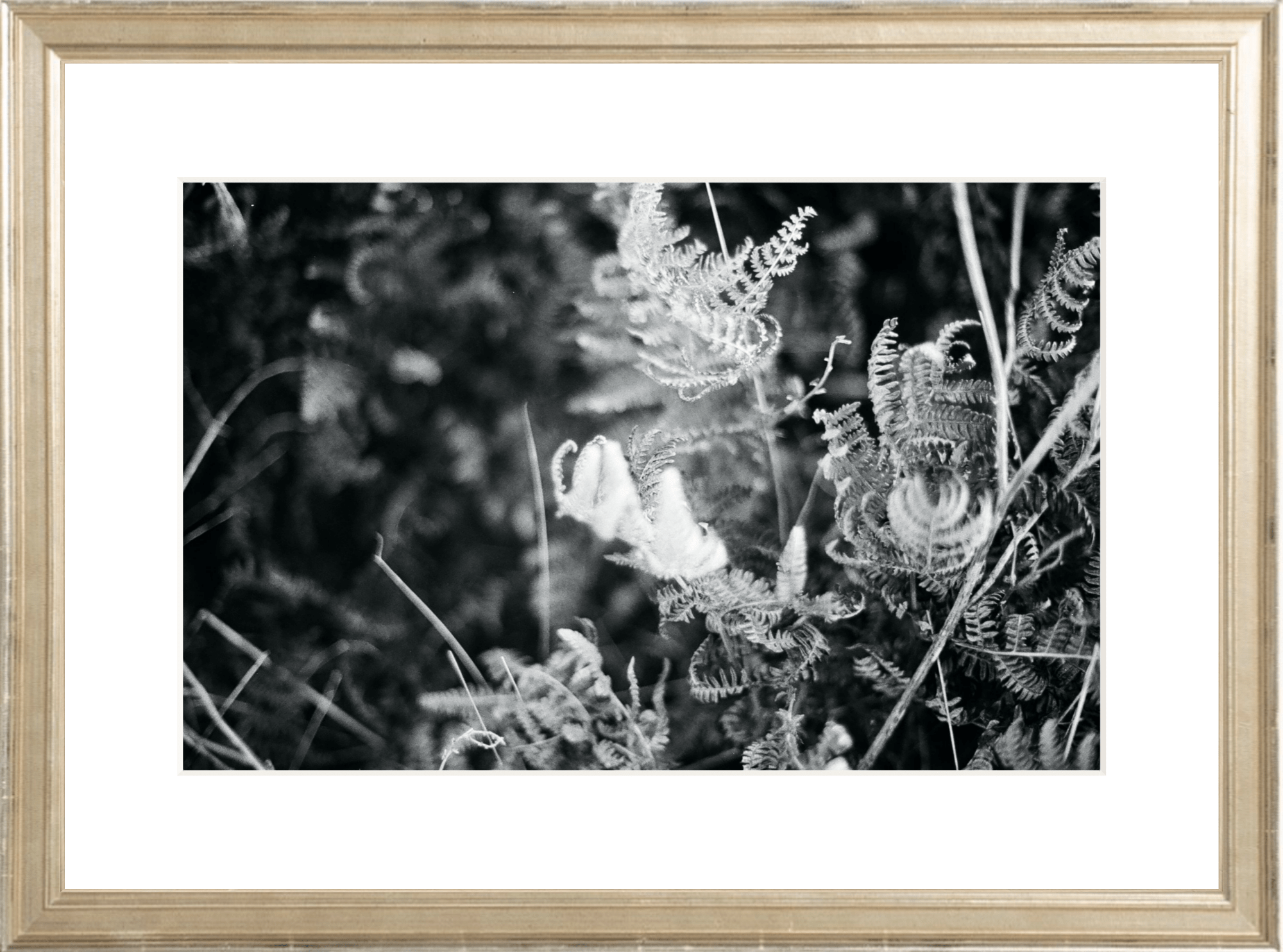 Focus Printed Photograph - elsie green - Art
