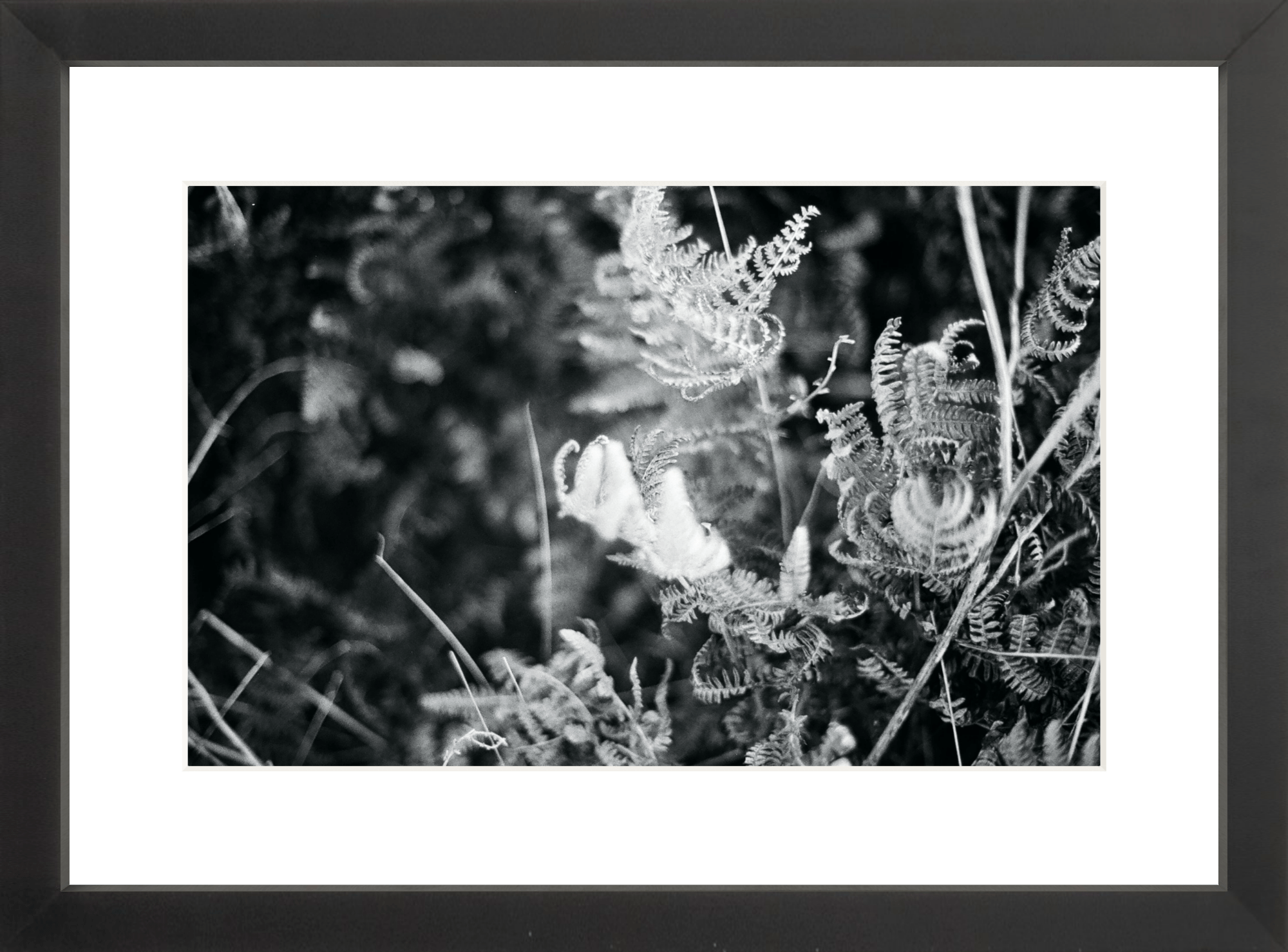 Focus Printed Photograph - elsie green - Art