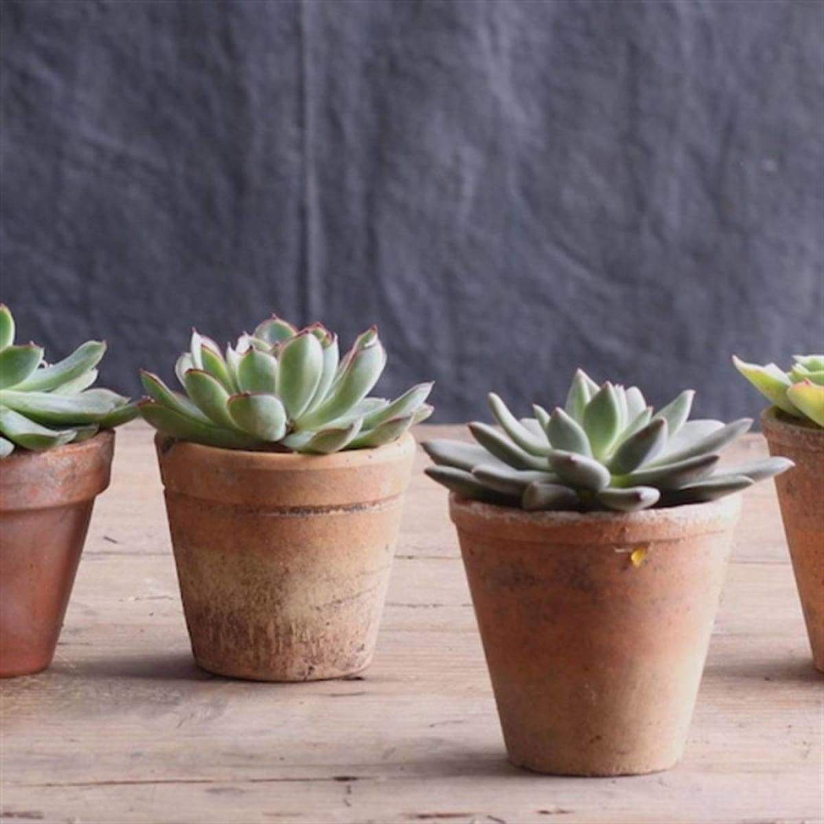 Vintage Garden Pot Set Of 4 - elsie green - Decor