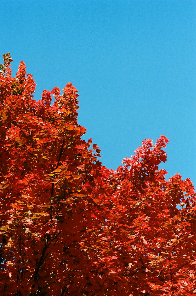 fall trees