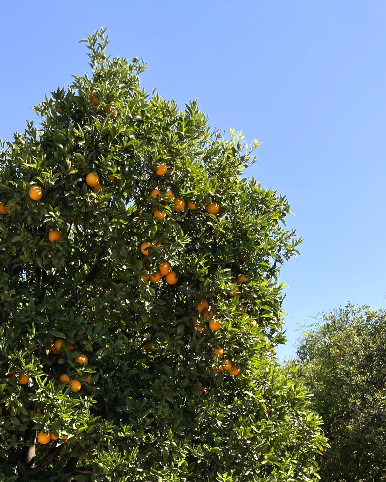 Micro City Guide | Ojai